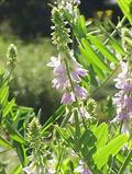 Gout's rue